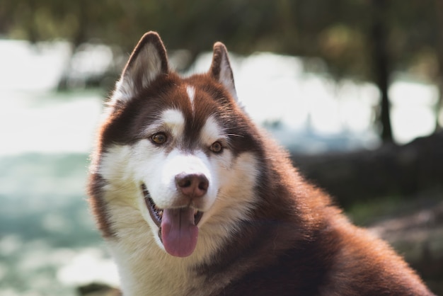 Bello cane del husky siberiano che cammina nella foresta