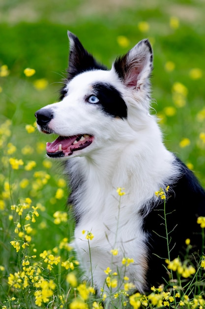 Bello cane in bianco e nero di border collie