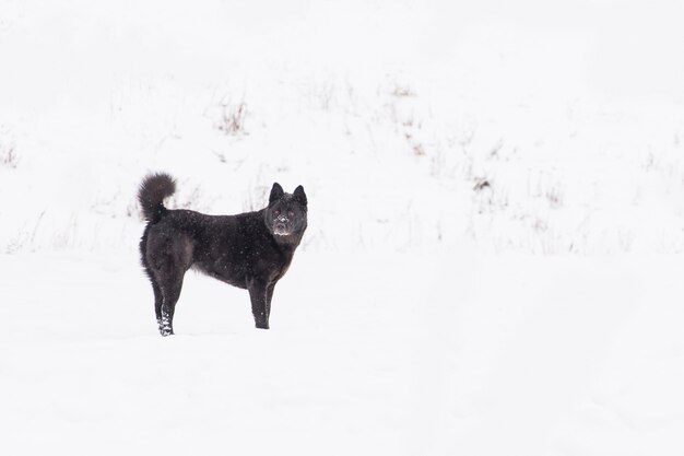 Bello cane nero che cammina sul campo nevoso nella foresta di inverno