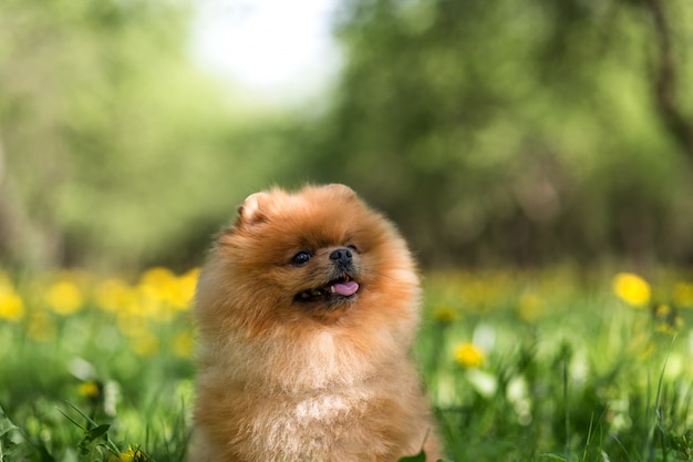 Bello cane pomeranian in un parco