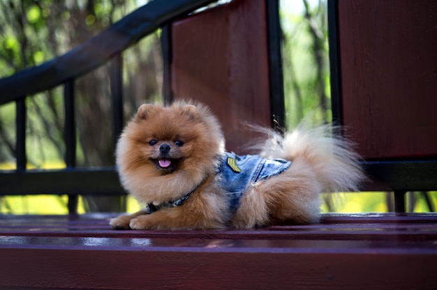 Bello cane pomeranian in un parco