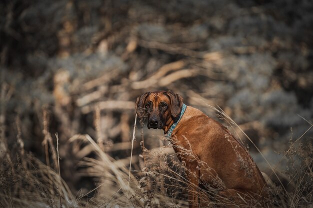 Bello cane rhodesian ridgeback hound all'aperto su una foresta