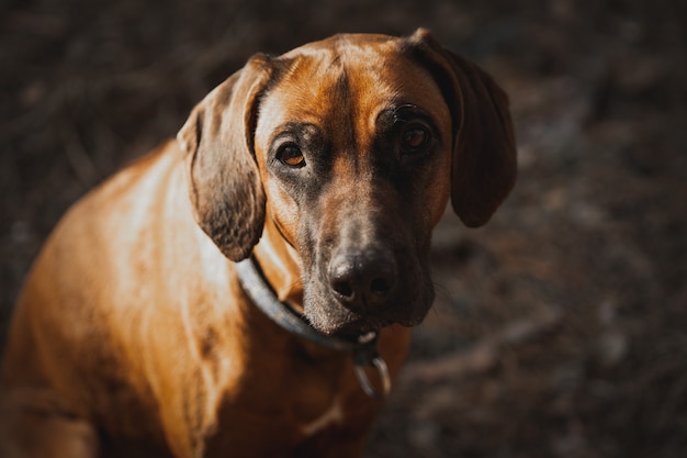 Bello cane rhodesian ridgeback hound all'aperto su una foresta