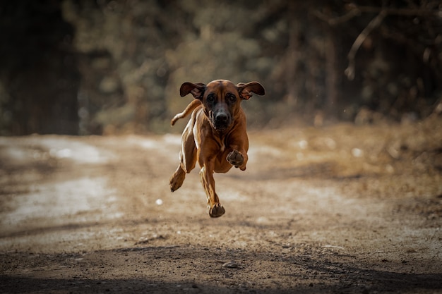 Bello cane rhodesian ridgeback hound all'aperto su una foresta