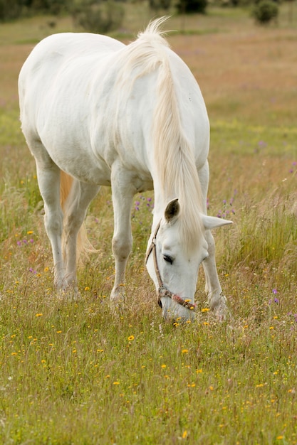 Bello cavallo bianco che pasce in un campo pieno