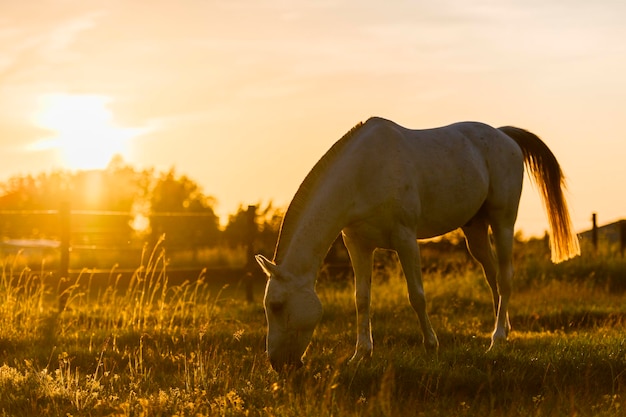 Bello cavallo bianco che si alimenta in un pascolo verde