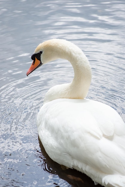 Bello cigno bello che guarda alla macchina fotografica. Ritratto di un cigno elegante