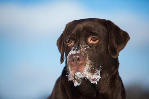 Bello cioccolato labrador retriever che posa fuori all'inverno. Labrador nella neve.