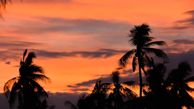 Bello cocco della siluetta con il cielo di tramonto sull&#39;isola