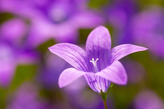 Bello colpo a macroistruzione del fiore della campana. Foto ravvicinata del fiore viola a forma di campana che sboccia nel campo