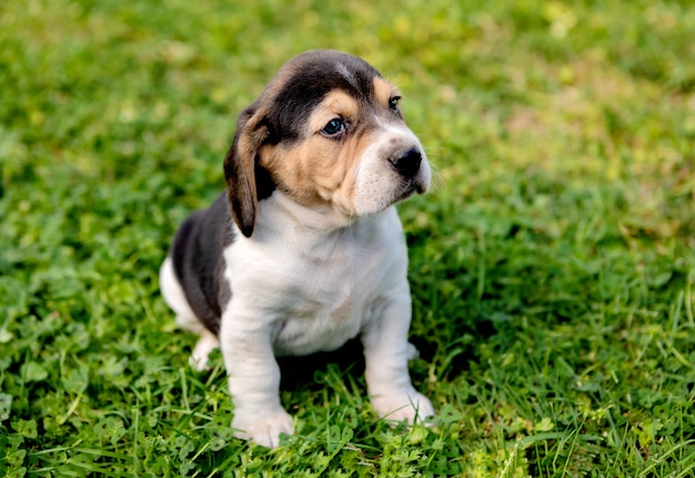 Bello cucciolo di beagle sull&#39;erba verde