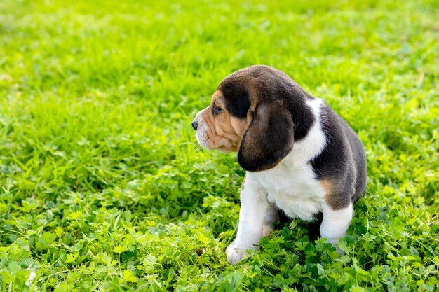 Bello cucciolo di beagle sull&#39;erba verde