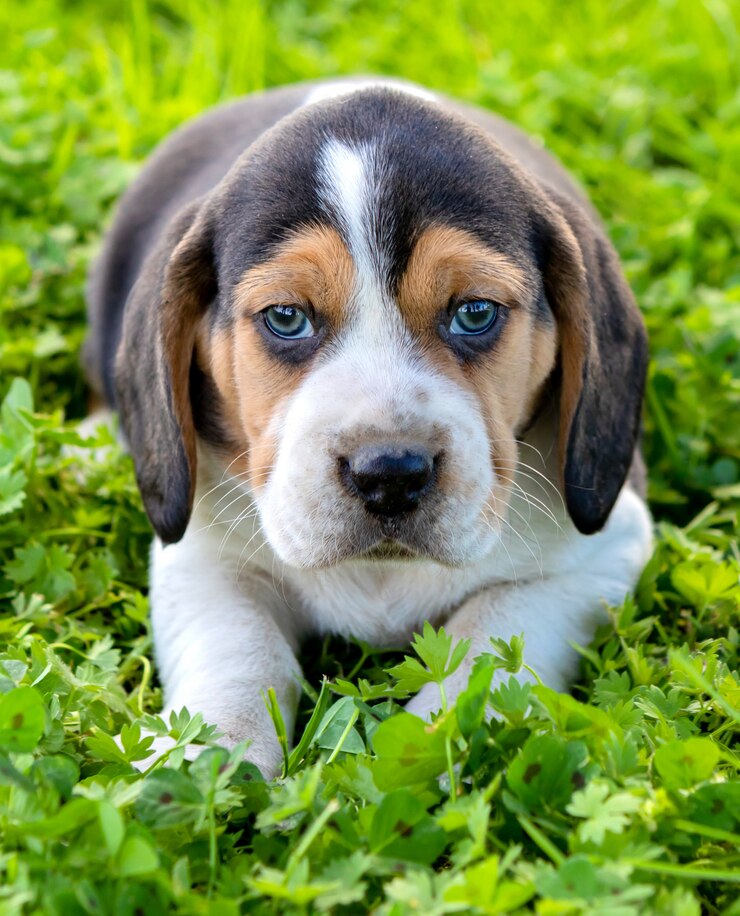 Foto bello cucciolo di beagle sull&#39;erba verde
