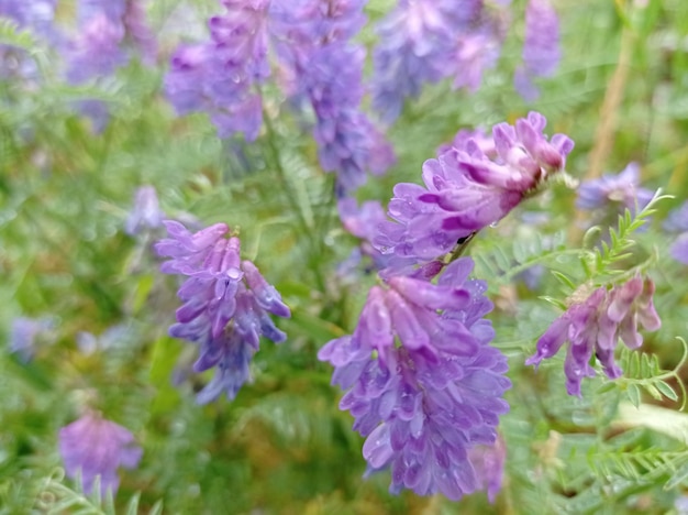 bello, delicato, chiaro, lilla, fiore, pisello dolce, giardino, sullo sfondo, verde, erbe