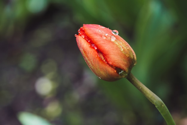 Bello delicato tulipano rosa non aperto