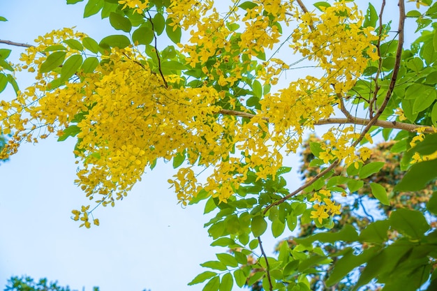 Bello dell'albero della doccia dorata dell'albero della cassia Fiori gialli della fistola di Cassia su un albero in primavera Fistola della cassia conosciuta come l'albero della pioggia dorata o fiore nazionale dell'albero della doccia della Thailandia