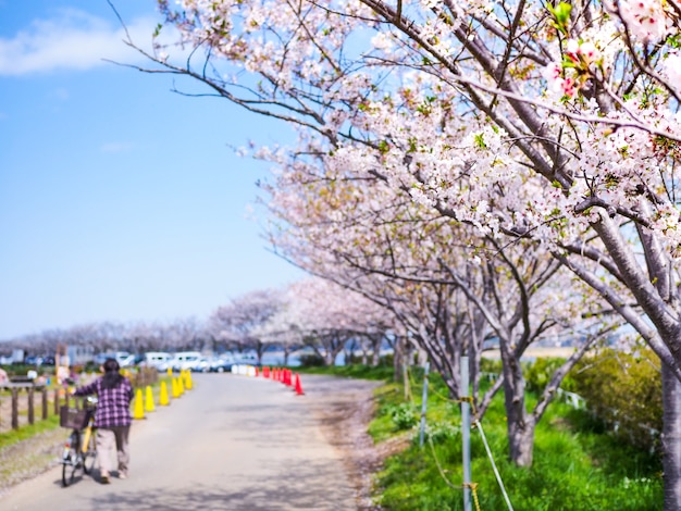 Bello e colorato fiore di ciliegio, sakura, a Tokyo - Giappone