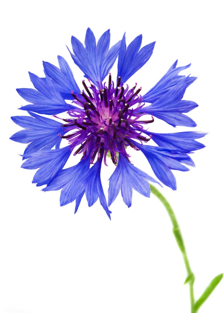 Bello fiordaliso blu isolato sulla parete bianca