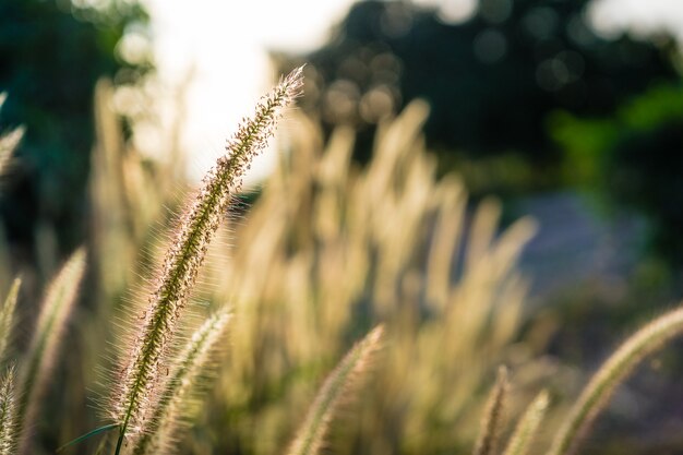 Bello fiore africano della fontana che fiorisce con la luce solare di mattina