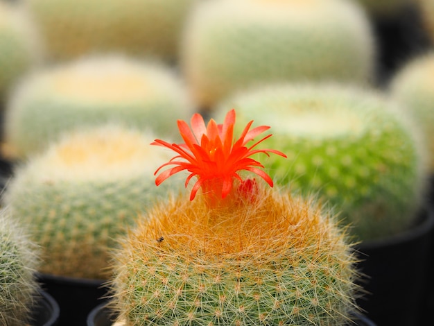 Bello fiore arancio del cactus in un'atmosfera luminosa