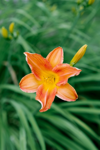 Bello fiore arancio dell'emerocallide di estate nel giardino