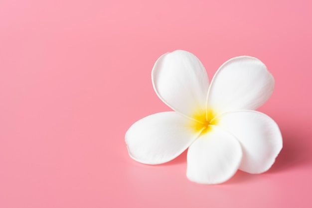 Bello fiore bianco di plumeria sul rosa