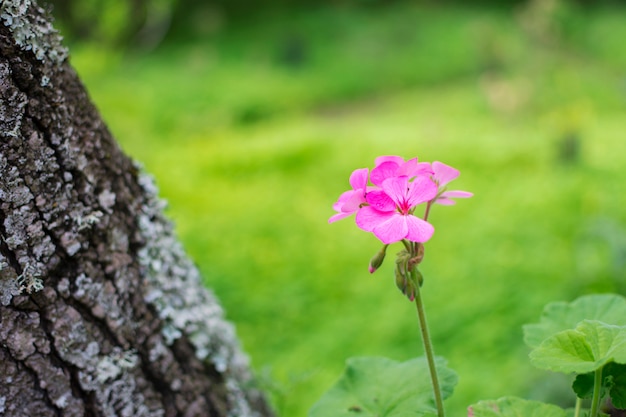 Bello fiore con i petali rosa, isolato sui precedenti verdi della natura.