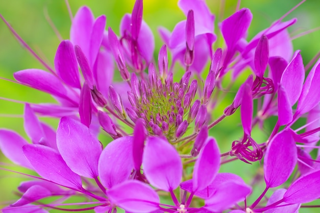 Bello fiore con polline del dettaglio del fiore di ragno di hassleriana del Cleome