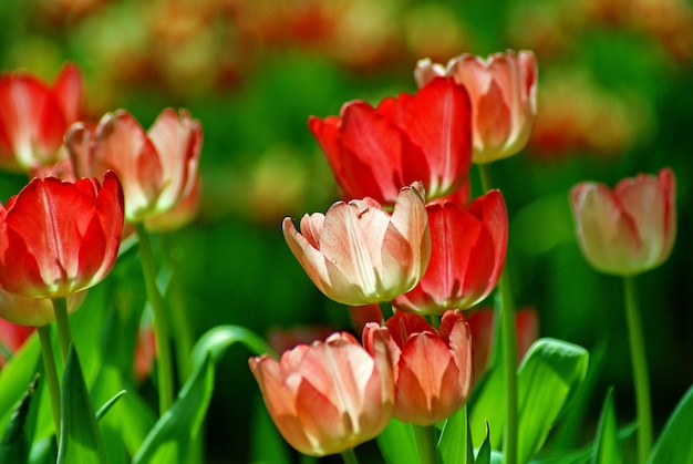 Bello fiore del tulipano al sole sul fondo della sfuocatura