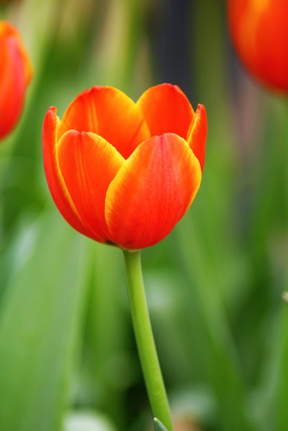 Bello fiore del tulipano arancione sulla priorità bassa della sfuocatura