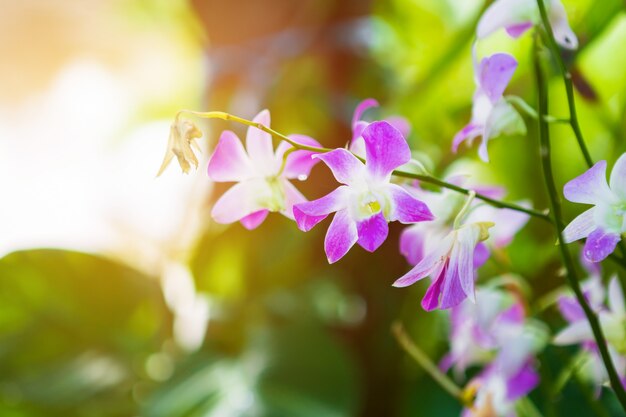 Bello fiore dell&#39;orchidea in giardino al sole di mattina con sfondo naturale.