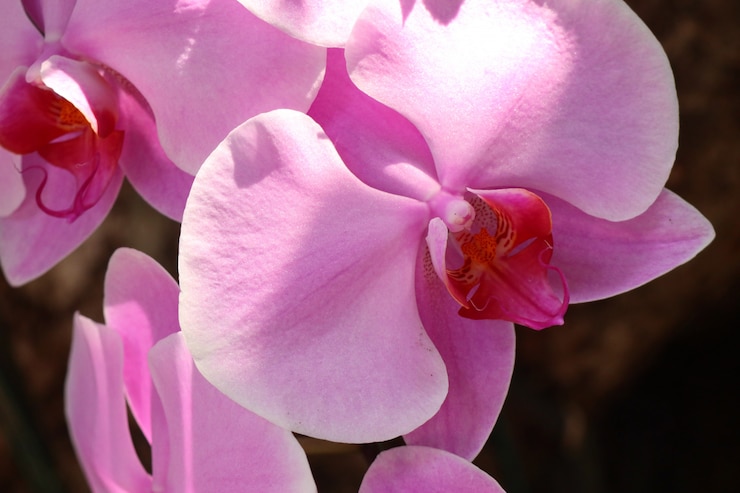 Foto bello fiore dell&#39;orchidea in tropicale