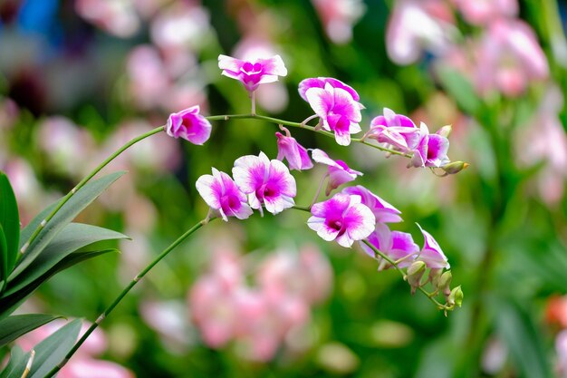 Bello fiore dell&#39;orchidea nel giardino dell&#39;orchidea