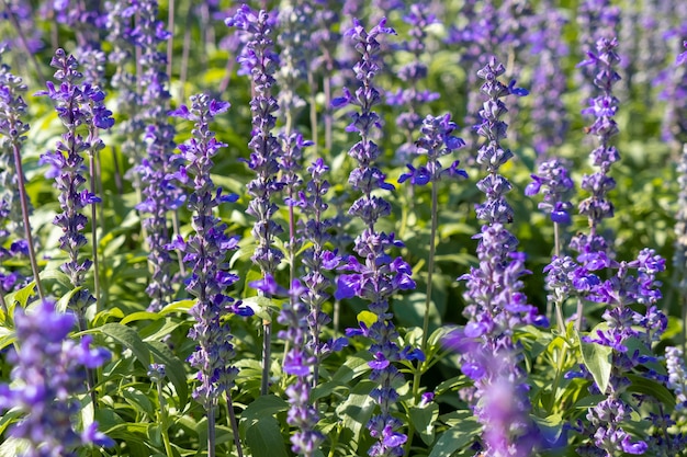 Bello fiore della lavanda del fernleaf del primo piano