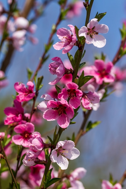 Bello fiore della mela alla molla