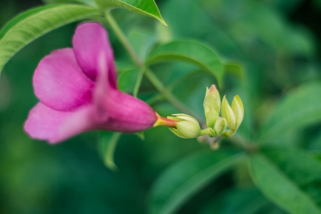 Bello fiore di allamanda, fiore di allamanda viola