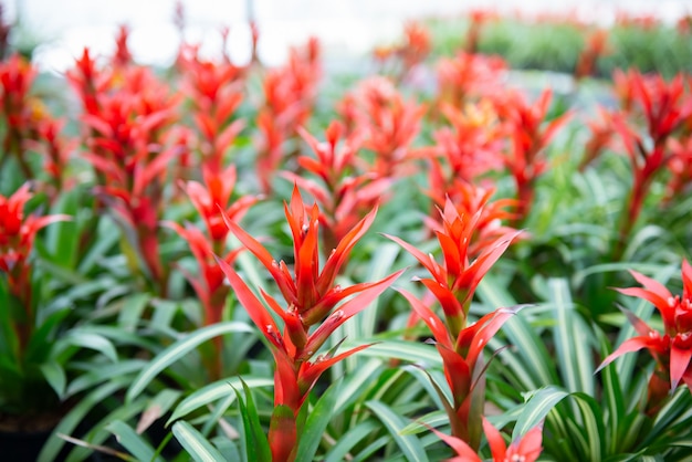 Bello fiore di bromeliacea che fiorisce nel giardino