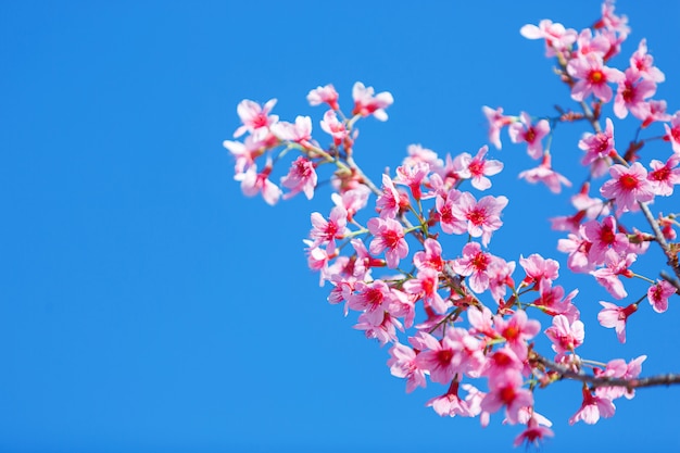 Bello fiore di ciliegia rosa con cielo blu