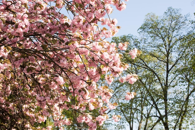 Bello fiore di ciliegia sakura nel tempo di primavera sopra cielo blu