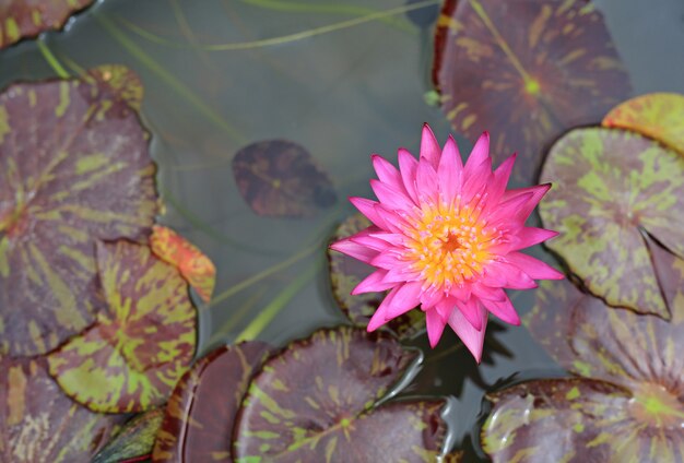 Bello fiore di loto dentellare in stagno, giglio di acqua del primo piano e foglia in natura.