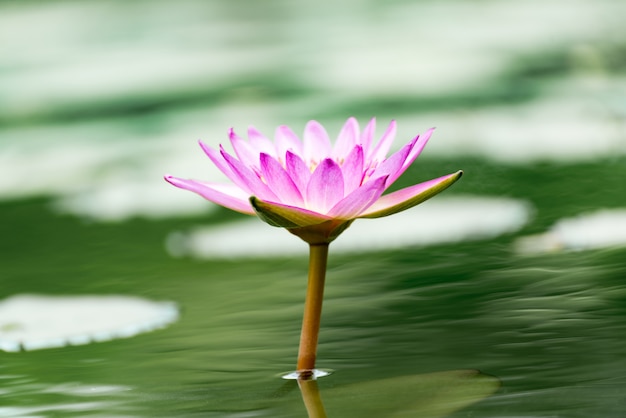 Bello fiore di loto in stagno