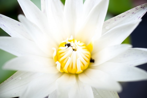 Bello fiore di loto in stagno