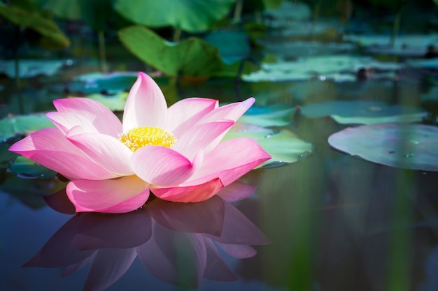 Bello fiore di loto rosa con le foglie verdi nel fondo della natura