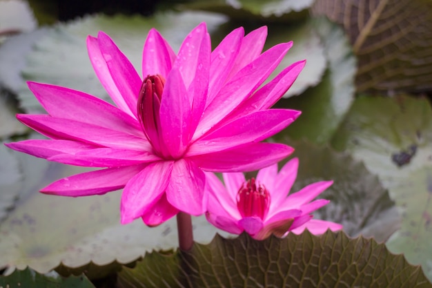 Bello fiore di loto rosa nel lago