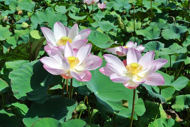 Bello fiore di loto rosa nella fioritura