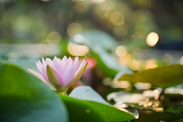 Bello fiore di loto su acqua dopo pioggia in giardino con bokeh.