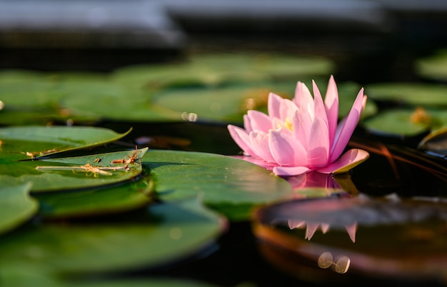 Bello fiore di loto su acqua dopo pioggia in giardino.