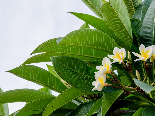 Bello fiore di plumeria del primo piano