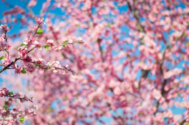 Bello fiore di sakura di fioritura rosa.