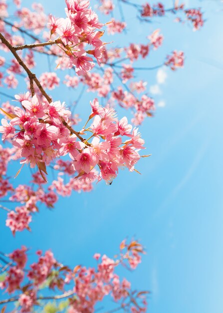 Bello fiore di sakura (fiore di ciliegia) in primavera